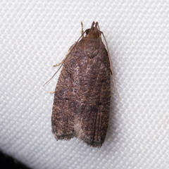 Psilocorsis quercicella