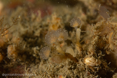 Sycozoa gaimardi