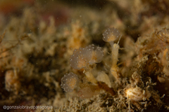 Sycozoa gaimardi
