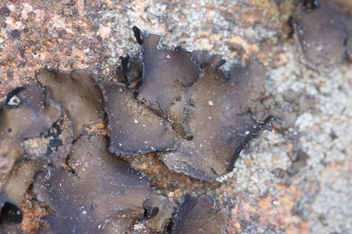 Petalled Rocktripe Lichen
