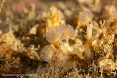 Sycozoa gaimardi