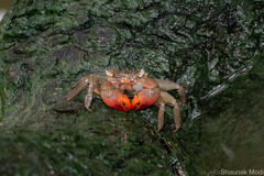 Sesarmidae