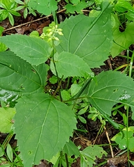 Collinsonia canadensis