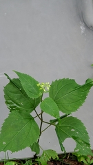 Collinsonia canadensis