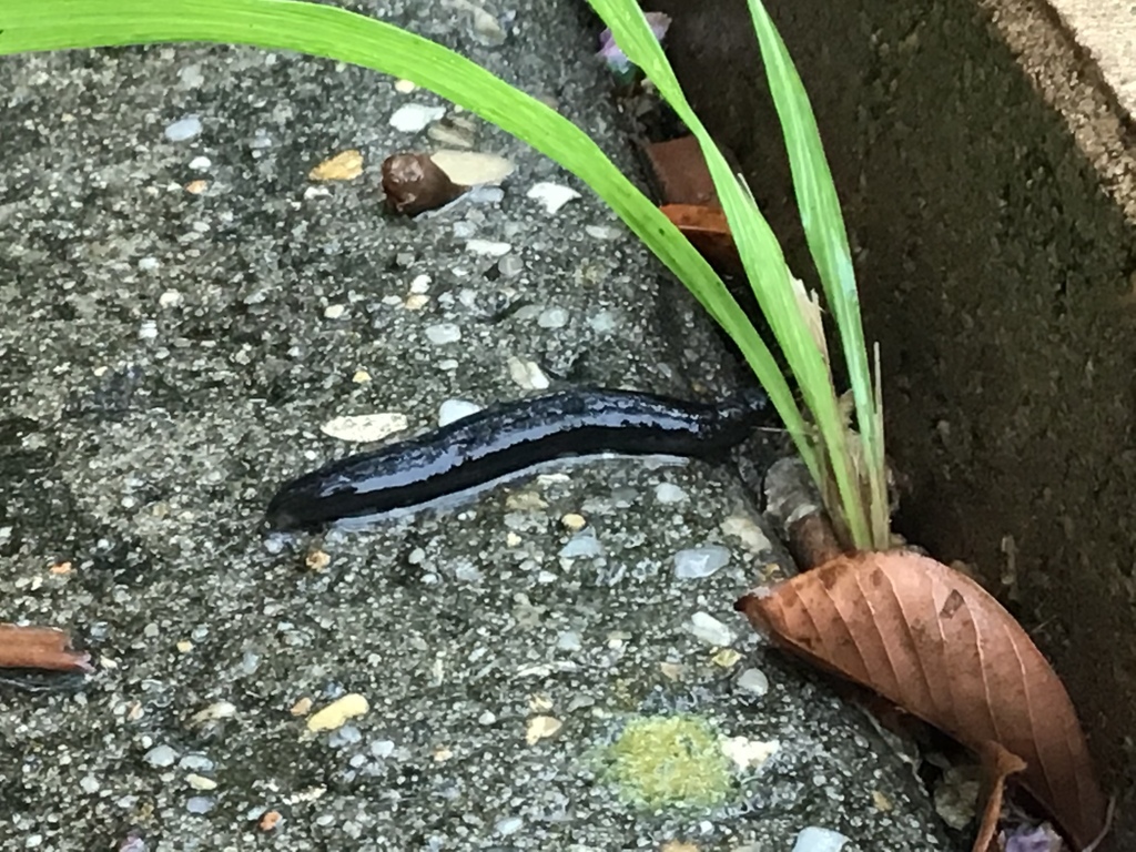 Blackvelvet Leatherleaf from Pascagoula, MS, USA on July 10, 2020 by