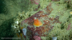 Cnemidocarpa