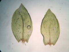 Pterigynandrum filiforme