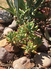 Sedum pachyphyllum