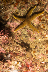 Anasterias antarctica