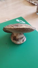 Gyroporus occidentalis