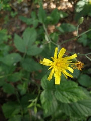 Hieracium sylvularum