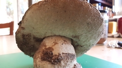Gyroporus occidentalis