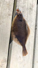 Limanda limanda