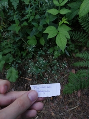 Hieracium sylvularum