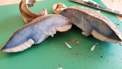 Gyroporus occidentalis