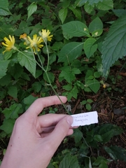 Hieracium sylvularum