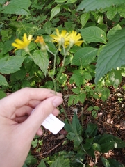 Hieracium sylvularum