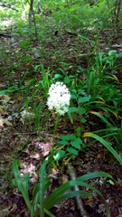Melanthiaceae
