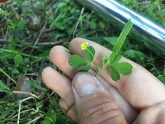 Medicago lupulina