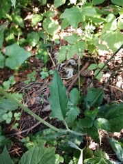 Hieracium sylvularum