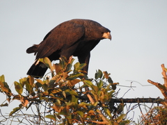 Buteogallus urubitinga