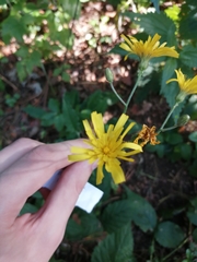 Hieracium sylvularum