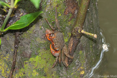 Sesarmidae