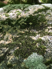 Pterigynandrum filiforme