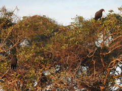 Buteogallus urubitinga