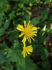 Hieracium sylvularum