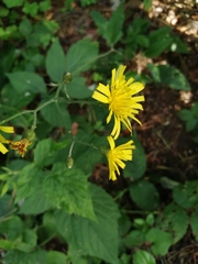 Hieracium sylvularum