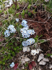 Myosotis graui