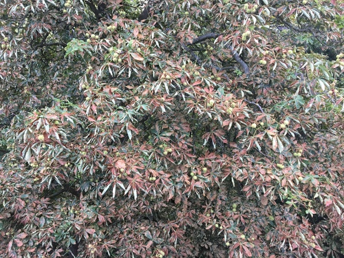 Aesculus leaf blotch