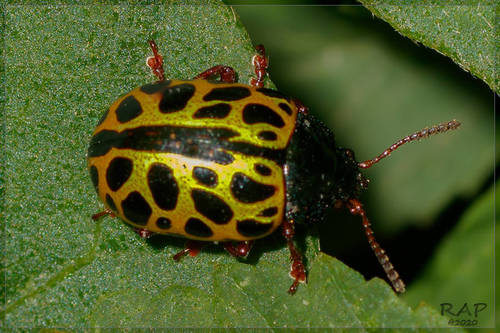 Calligrapha polyspila