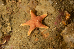 Odontaster penicillatus