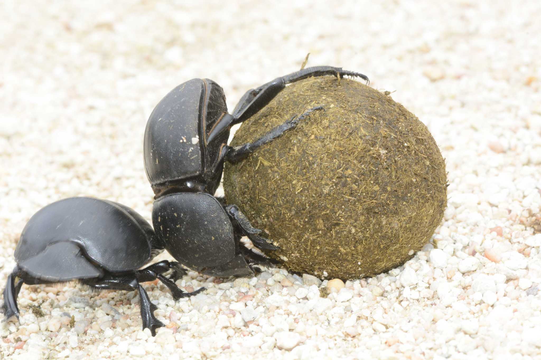 Cape Flightless Dung Beetle (Circellium bacchus)  iNaturalist