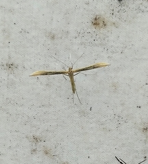 Hellinsia pectodactylus