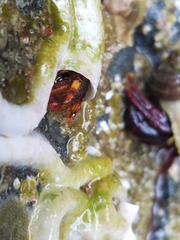 Discorsopagurus schmitti