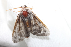 Panthea furcilla