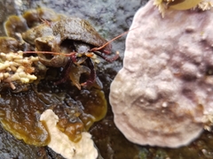 Pagurus hemphilli