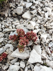 Sedum atratum