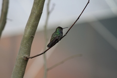 Eupetomena cirrochloris