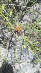 Deretrachys pellitus