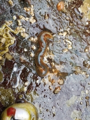 Phyllodocidae
