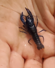 Cambarus fetzneri