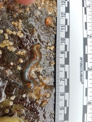 Phyllodocidae