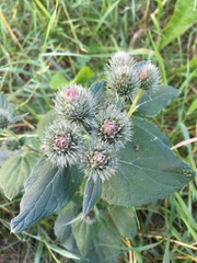 Arctium tomentosum