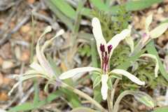 Pelargonium fergusoniae