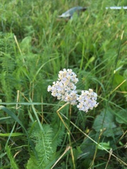Achillea millefolium