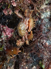 Hapalogaster mertensii